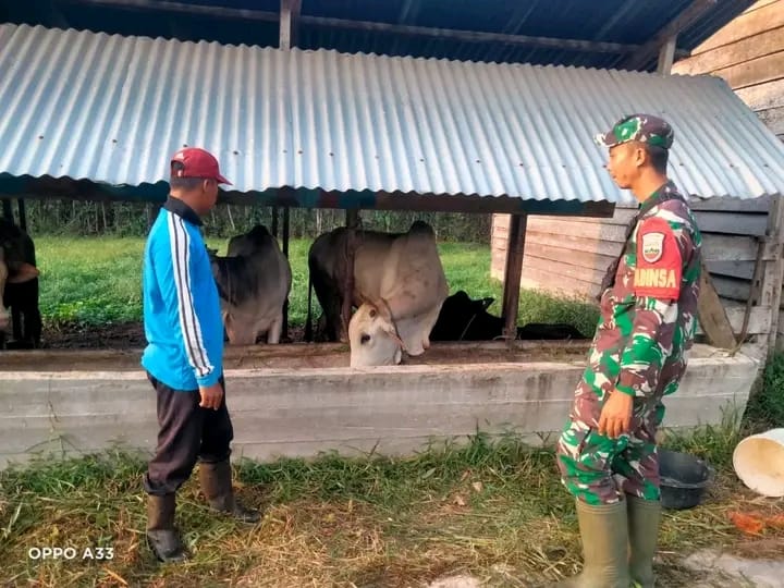 Babinsa Koramil 02/T.Tinggi Laksanakan Pemantauan Ternak Sapi Desa Tenggayun Raya Rangsang Pesisir