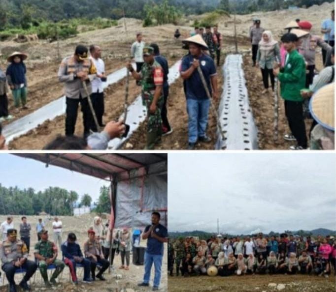 Penanaman Jagung Satu Juta Hektar Tahap II Di Lahan Reklamasi Pertambangan PETI