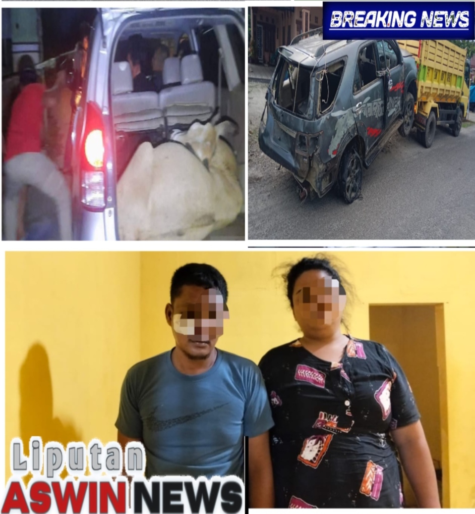 Mobil Fortuner Pengangkut Sapi Curian Terperosok Parit Di Langkat, Dua Pelaku Diamankan