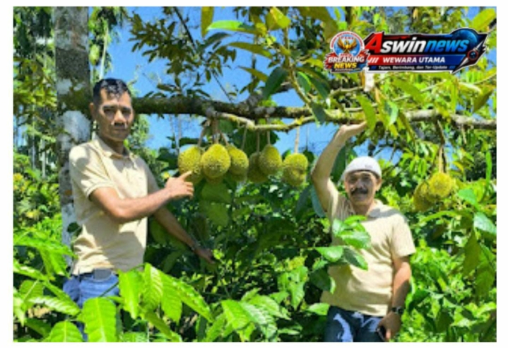 Durian Montong Dan Kopi Geumpang, Harapan Baru Kebangkitan Ekonomi Pidie