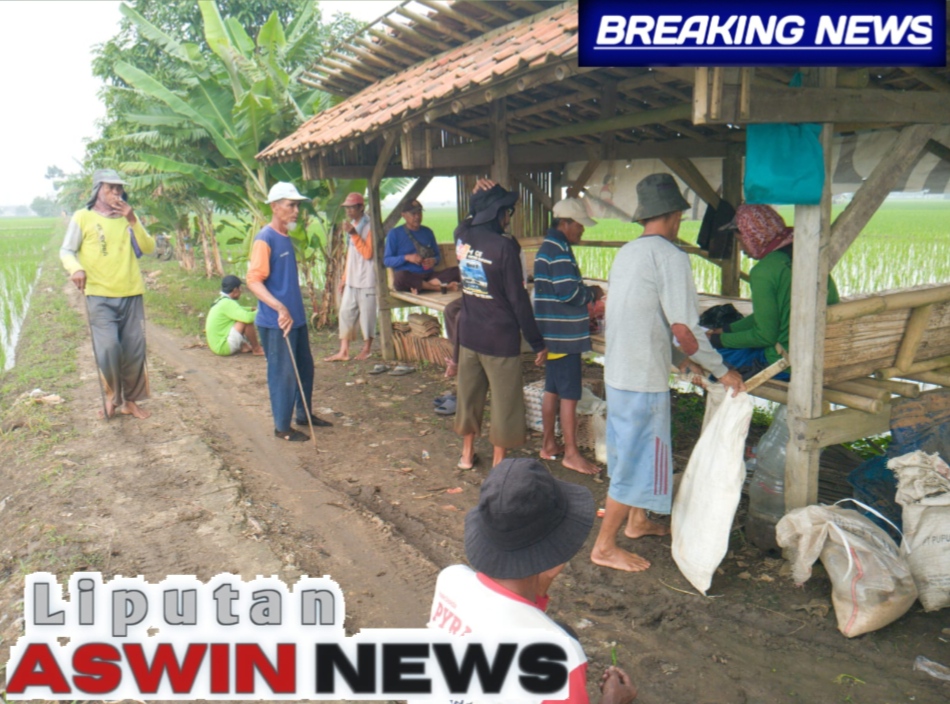 Akses Jalan Sawah Blok Salam Darma Desa Bugis Tua Rusak Parah, Petani Desak Pemdes, DKPP, Dan PUPR Segera Perbaiki Demi Ketahanan Pangan