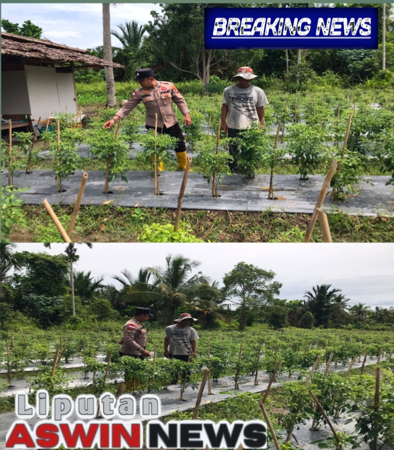 Polsek Tebing Tinggi Barat Dampingi Petani Cabai, Dukung Ketahanan Pangan Nasional